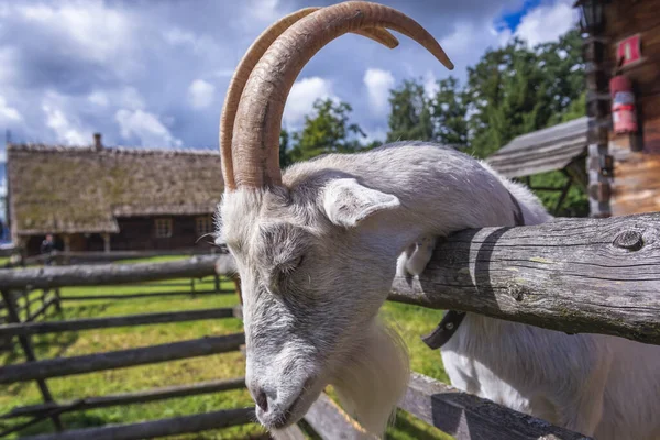 Portrét Kozy Wegorzewo Oblast Masuria Polsku — Stock fotografie