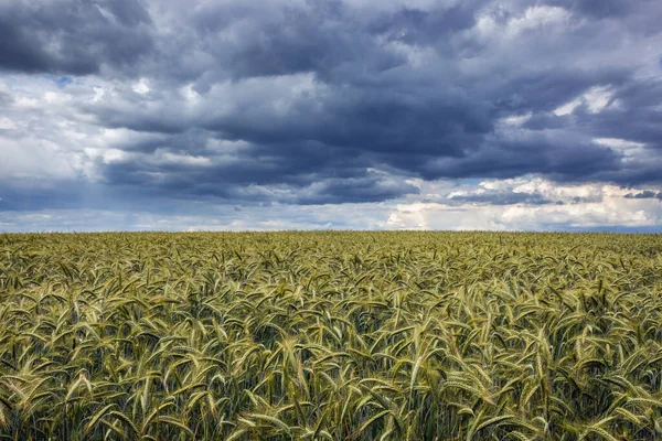 Nuages Sombres Dessus Champ Seigle Dans Les Hautes Terres Polonaises — Photo