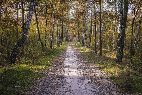 Δρόμος Στο Εθνικό Πάρκο Δάσους Καμπίνου Στην Περιφέρεια Masovia Της — Φωτογραφία Αρχείου