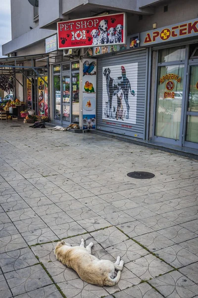 Bar Montenegro Mayo 2017 Perros Callejeros Encuentra Frente Una Tienda —  Fotos de Stock