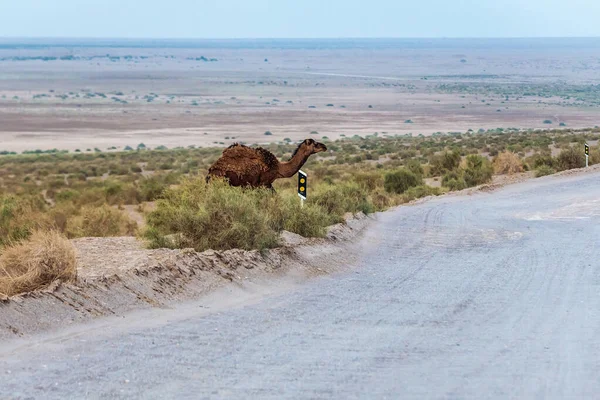 Camel Δρόμο Στην Έρημο Maranjab Επαρχία Esfahan Του Ιράν — Φωτογραφία Αρχείου