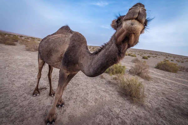 Dromedarny Wielbłąd Pustyni Maranjab Prowincji Esfahan Iranie — Zdjęcie stockowe