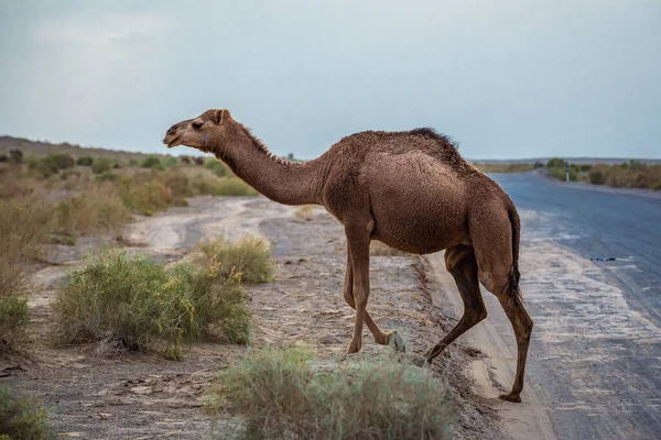 Droga Krzyżowa Wielbłądów Dromedary Pustyni Maranjab Prowincja Esfahan Iran — Zdjęcie stockowe