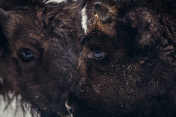 European Bison Bialowieza Forests Podlasie Region Poland — Stock Photo, Image