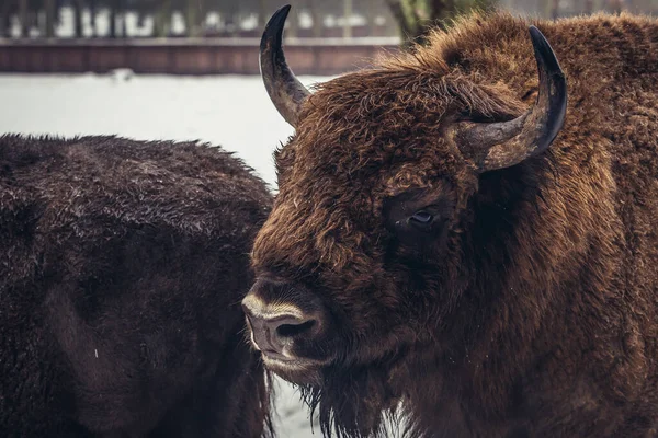 Polonya Nın Podlasie Bölgesindeki Bialowieza Ormanlarında Avrupa Bizonu — Stok fotoğraf