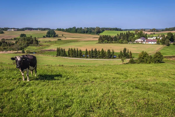 Paisaje Rural Kaszuby Región Polonia — Foto de Stock