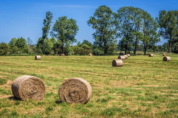 Szalmabálák Egy Mezőn Modlimowo Faluban Zachodniopomorskie Nyugat Pomeránia Lengyelország — Stock Fotó