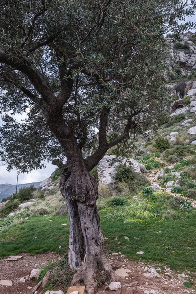 Ulivo Nella Valle Kadisha Scritto Anche Come Qadisha Libano — Foto Stock