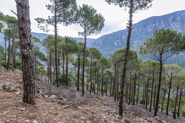 Pine Trees Seen Kadisha Valley Also Spelled Qadisha Lebanon — Stock Photo, Image