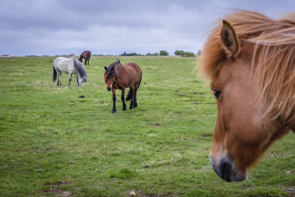 Islandzkie Konie Pastwisku Południowej Islandii — Zdjęcie stockowe