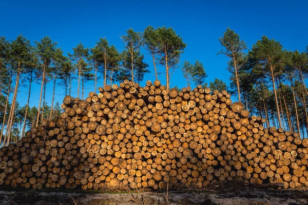 Legno Nella Foresta Distrutta Vicino Rytel Anno Dopo Tempeste Che — Foto Stock