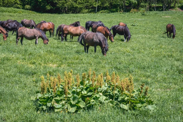 Kucyki Huculskie Nazywane Również Koniami Karpackimi Zielonej Łące Bieszczadzkim Parku — Zdjęcie stockowe