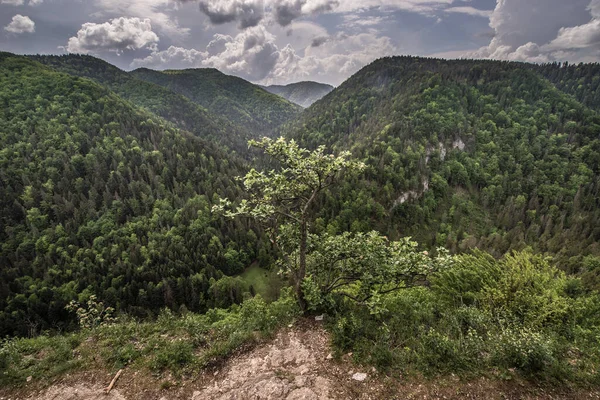 Luftfoto Fra Rock Hylde Kendt Som Tomasovsky Vyhlad Slovakiske Paradise - Stock-foto