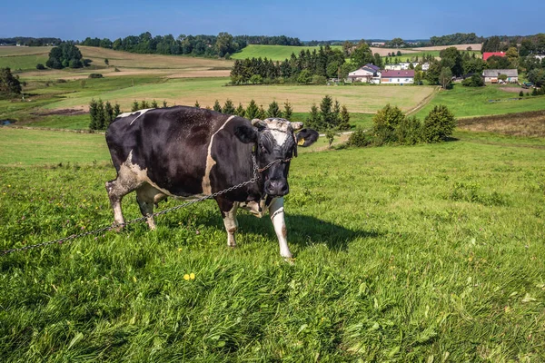 Kreis Kartuzy Polen September 2016 Kuh Auf Einer Weide Der — Stockfoto