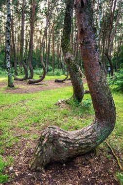 Crooked Forest in Nowe Czarnowo village, Poland clipart