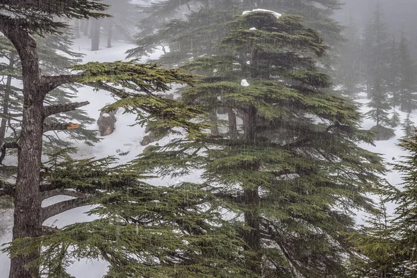 Árboles Cedro Parte Del Parque Cedros Dios Bsharri Líbano — Foto de Stock