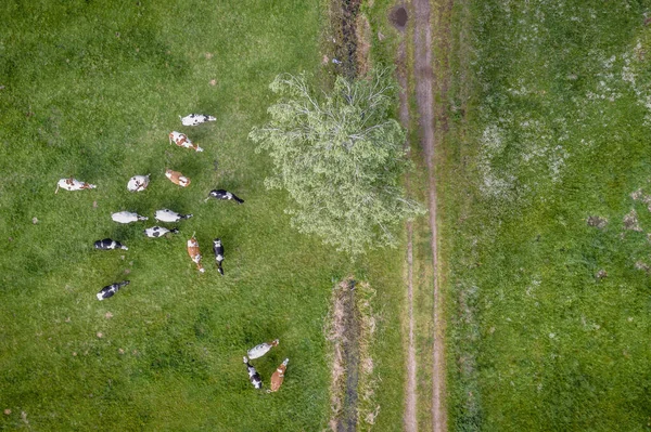 Kühe Auf Einer Grünen Weide Der Nähe Von Jaczew Dorf — Stockfoto