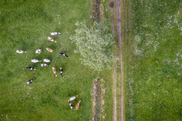 Vacas Pastizal Verde Cerca Jaczew Pueblo Región Masovia Polonia —  Fotos de Stock