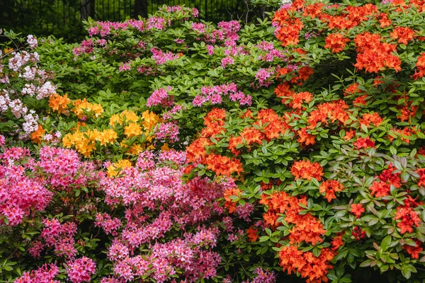 Close Een Mix Van Vaierty Van Rhododendron Bloemen — Stockfoto