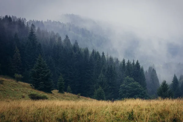 ポーランドのスデーツ山脈のプチャコフカ山峠から見た森 — ストック写真