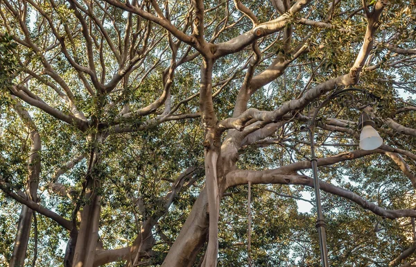 Old Moreton Bay Fig Tree Garibaldi Park Palermo City Sicily — Stock Photo, Image