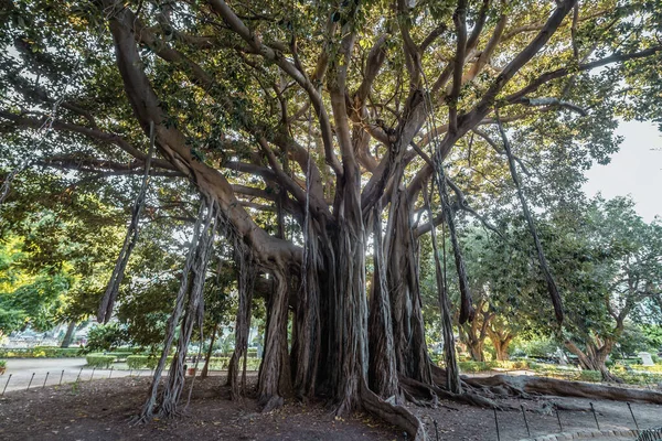 Old Moreton Bay Fig Tree Garibaldi Park Palermo City Sicily — Stock Photo, Image