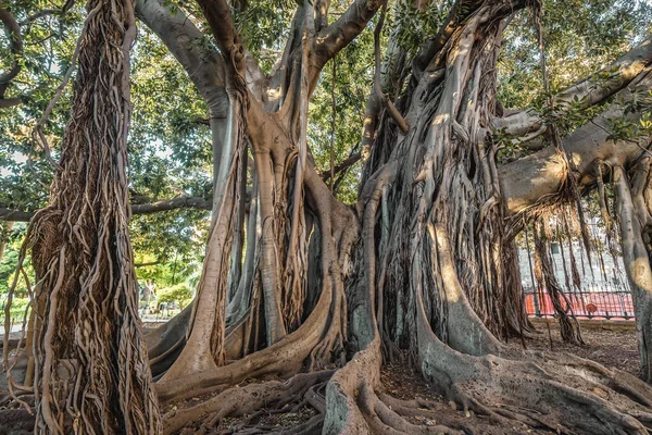 Old Moreton Bay Fig Tree Garibaldi Park Palermo City Sicily — Stock Photo, Image