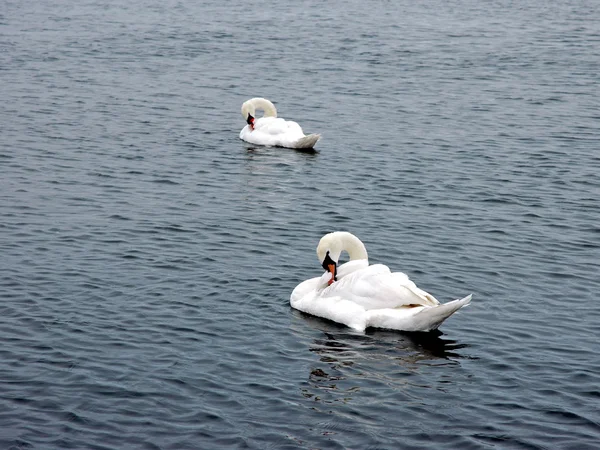 Pair of swans — Stock Photo, Image