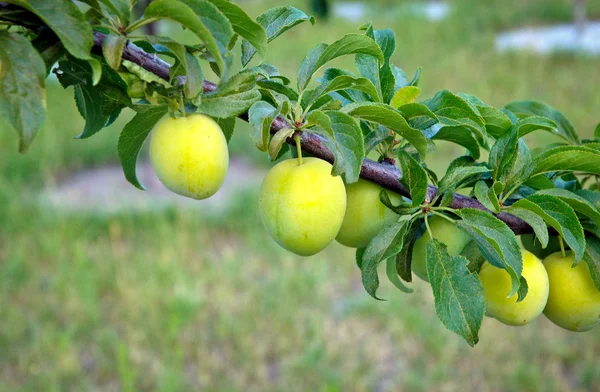 Japanese plums on branch