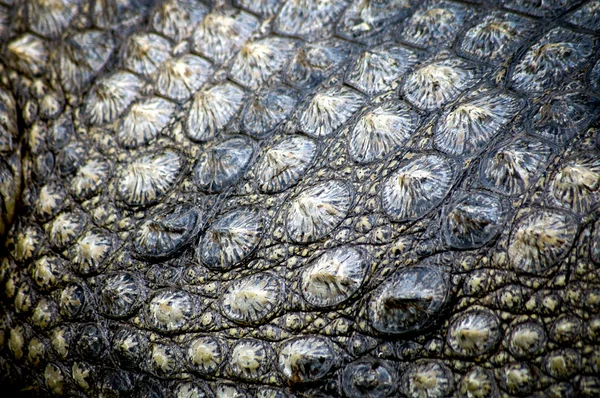 Pele de crocodilo — Fotografia de Stock