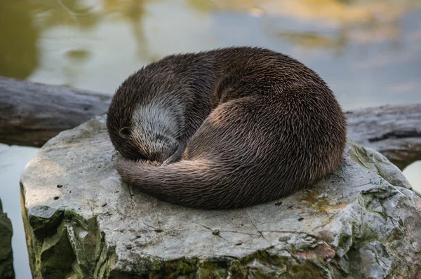 Otter — Stockfoto