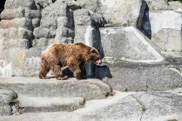 Brown bear — Stock Photo, Image