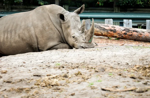 White rhino — Zdjęcie stockowe