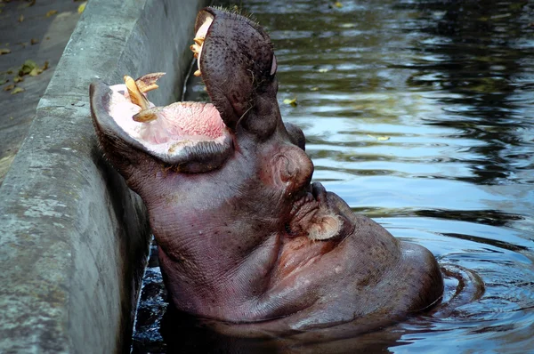 Hippo — Stock Photo, Image