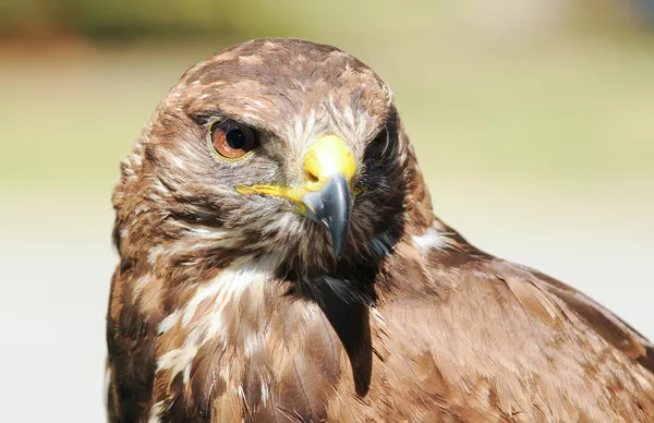 Common Buzzard — Stock Photo, Image