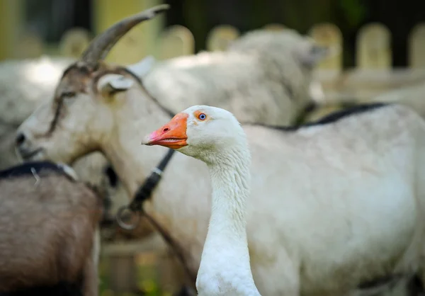 Inhemska gås — Stockfoto