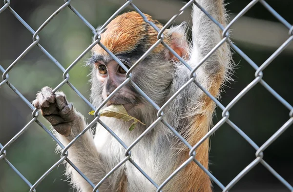 Der patas-Affe — Stockfoto