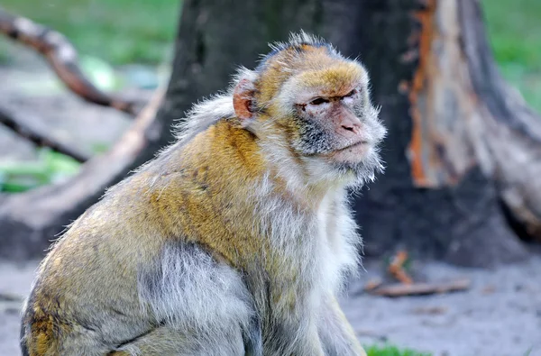 Macaca sylvanus — Stockfoto