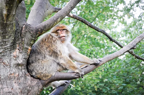 Macaca sylvanus — Stock Photo, Image