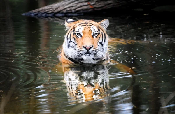 Tigre real de bengala — Fotografia de Stock