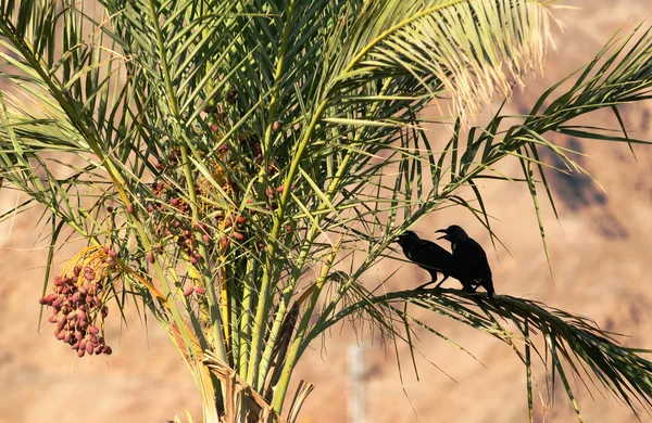 Mısır'da palmiye — Stok fotoğraf