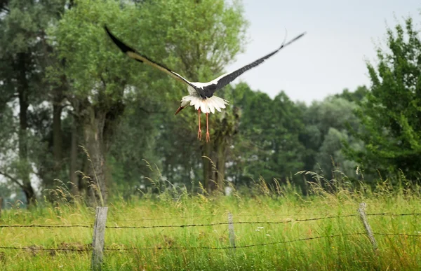 Flying stork — Stock Photo, Image