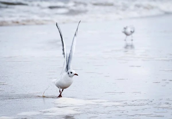 Seagulls — Stock Photo, Image