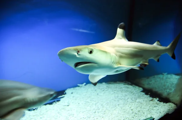 Tiburón de arrecife Blacktip —  Fotos de Stock