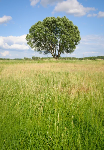 Einzelner Baum auf einer Wiese — Stockfoto