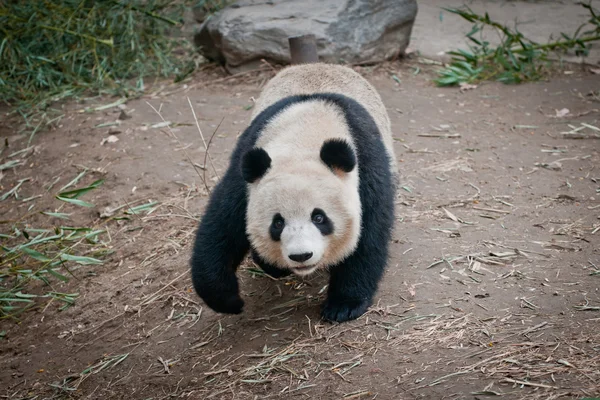 Panda gigante — Fotografia de Stock