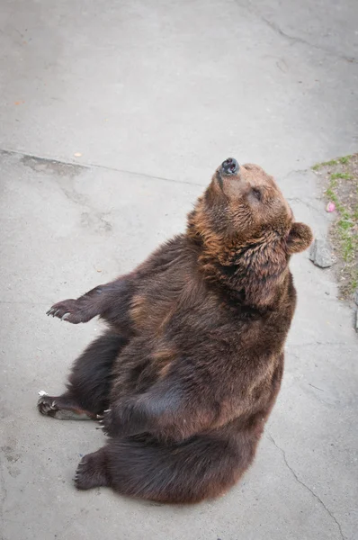 El oso pardo —  Fotos de Stock