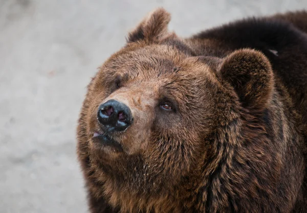 The brown bear — Stock Photo, Image