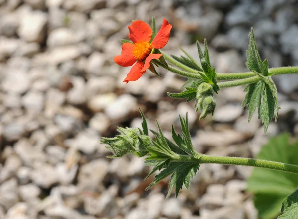 Geum coccineum — Stock Photo, Image