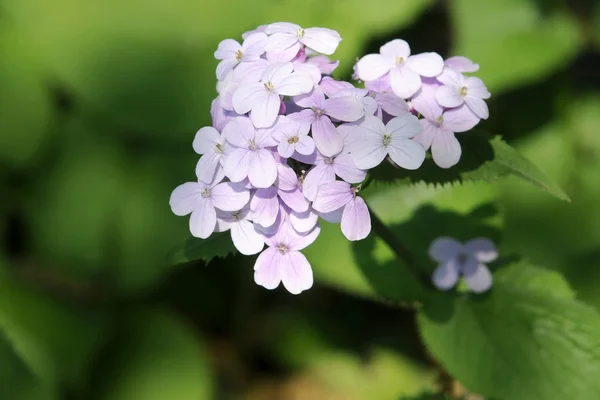 Judaspenning (geslacht) rediviva plant, familie van de Brassicaceae — Stockfoto